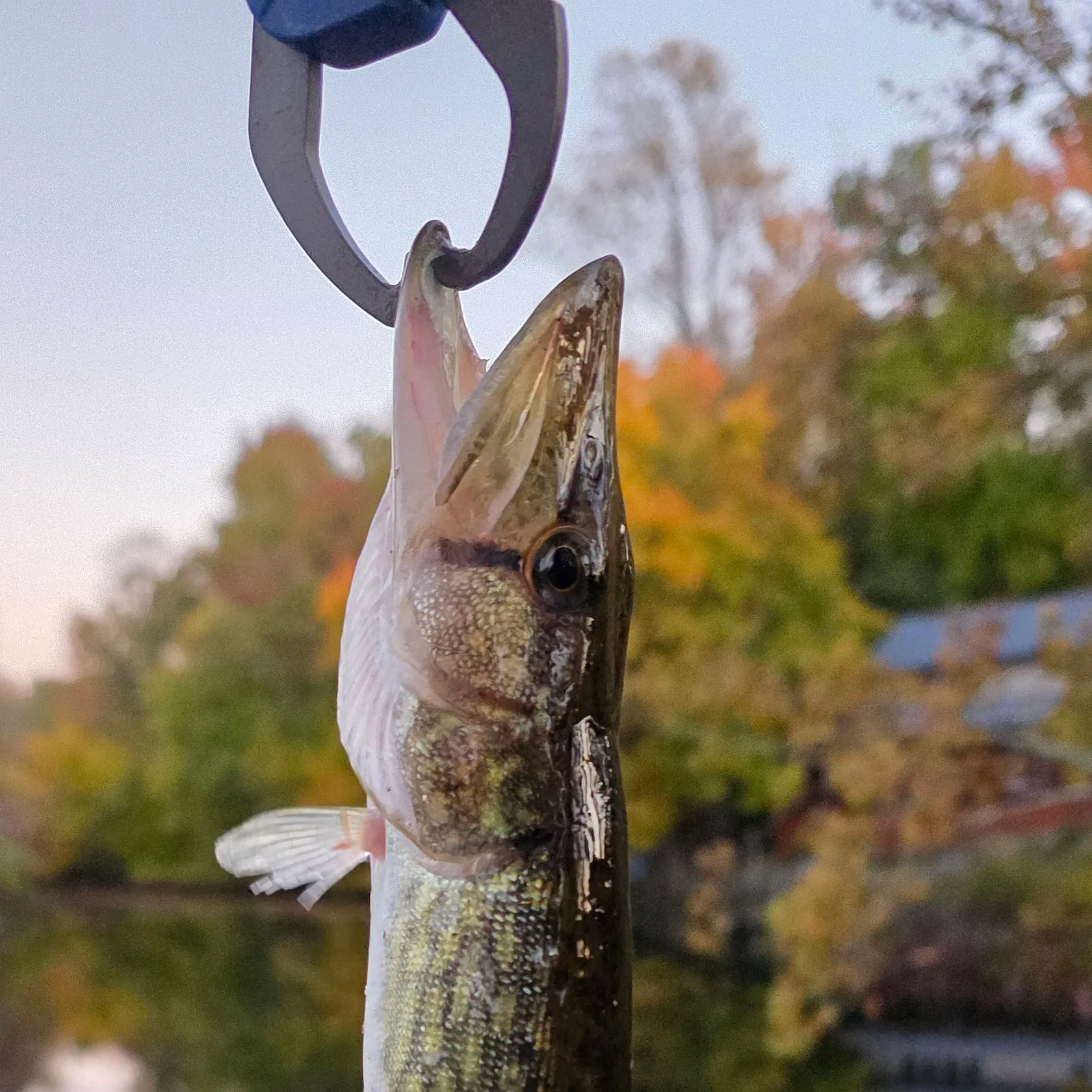 Chain pickerel caught on Fishbrain