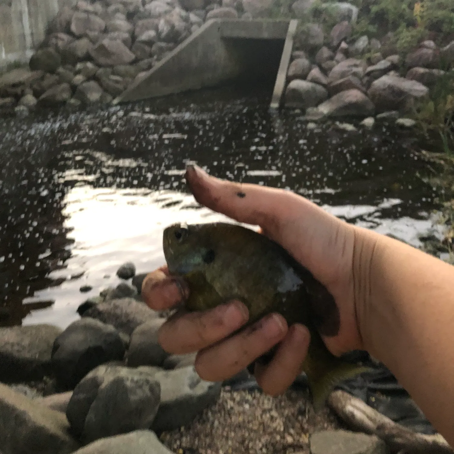 Bluegill caught on Fishbrain