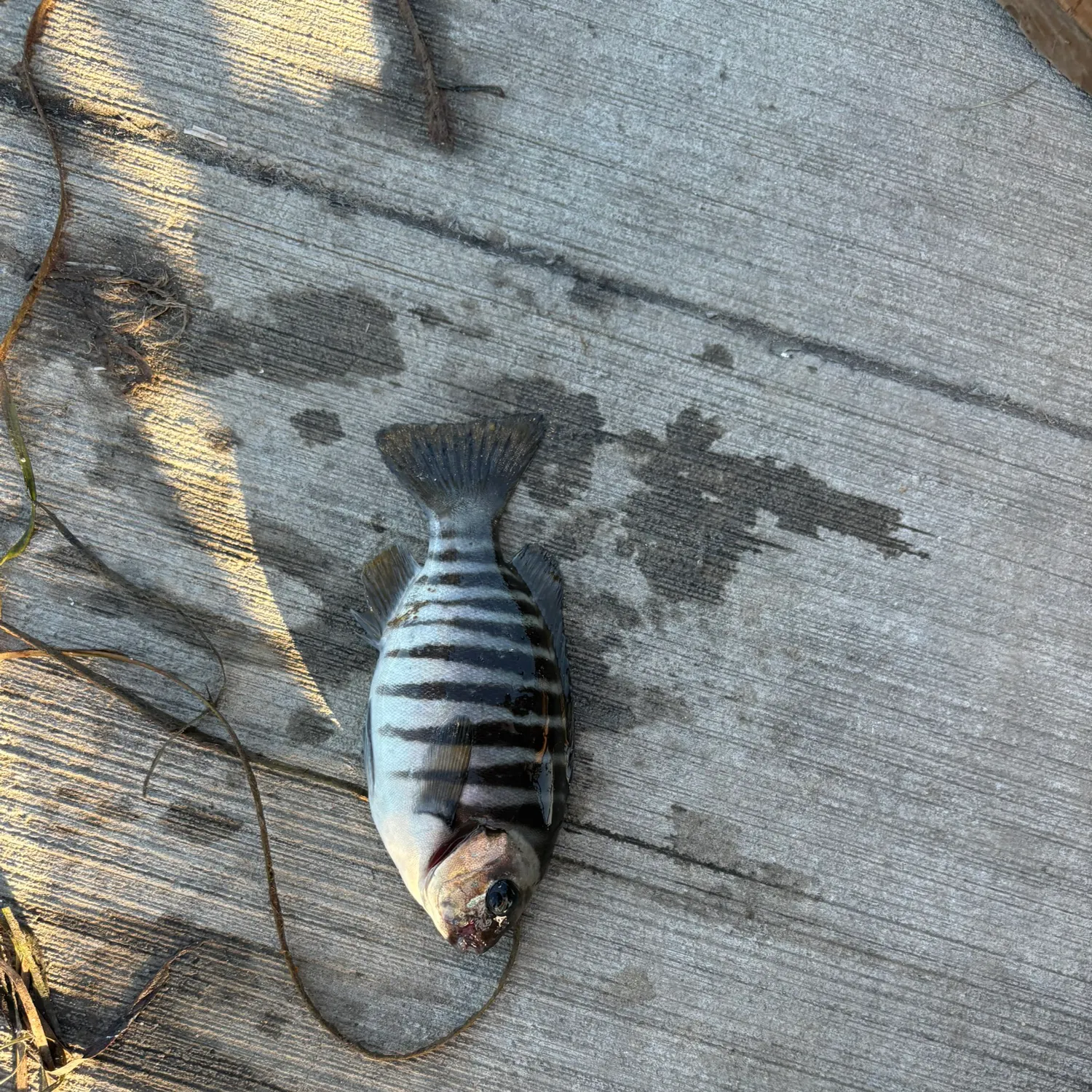 The most recent Zebra fish catches on Fishbrain