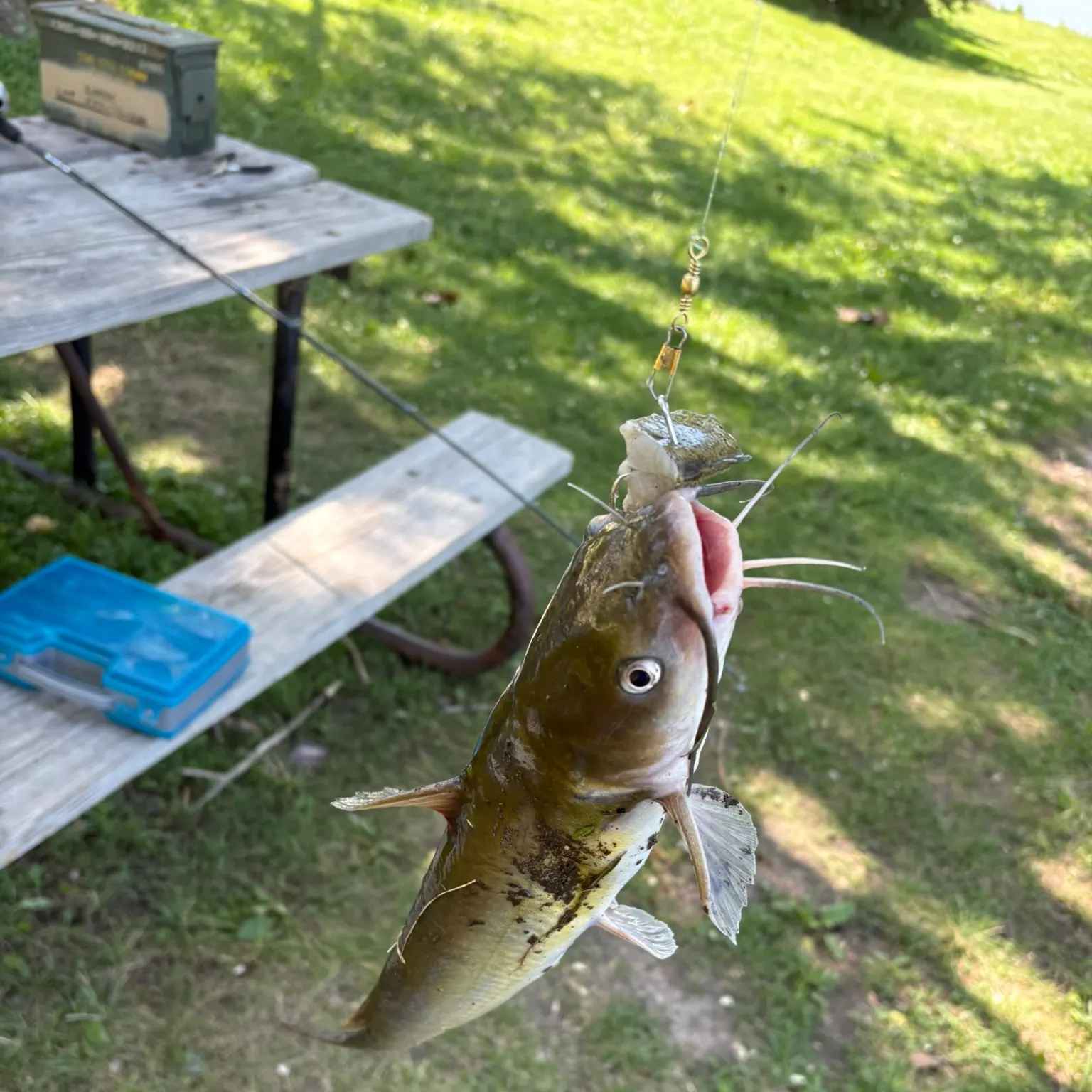 catch