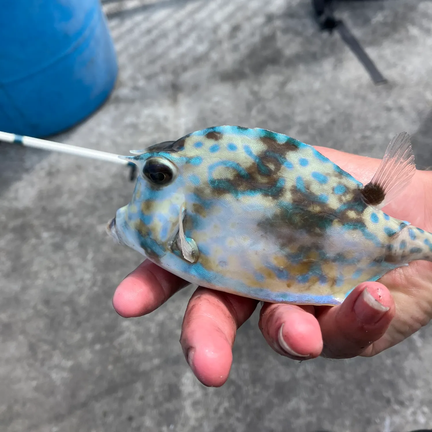 The most recent Honeycomb cowfish catches on Fishbrain