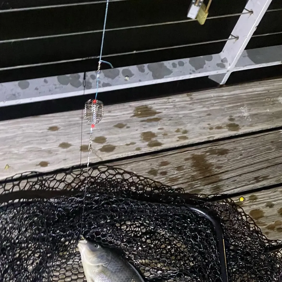 Nile tilapia caught on Fishbrain