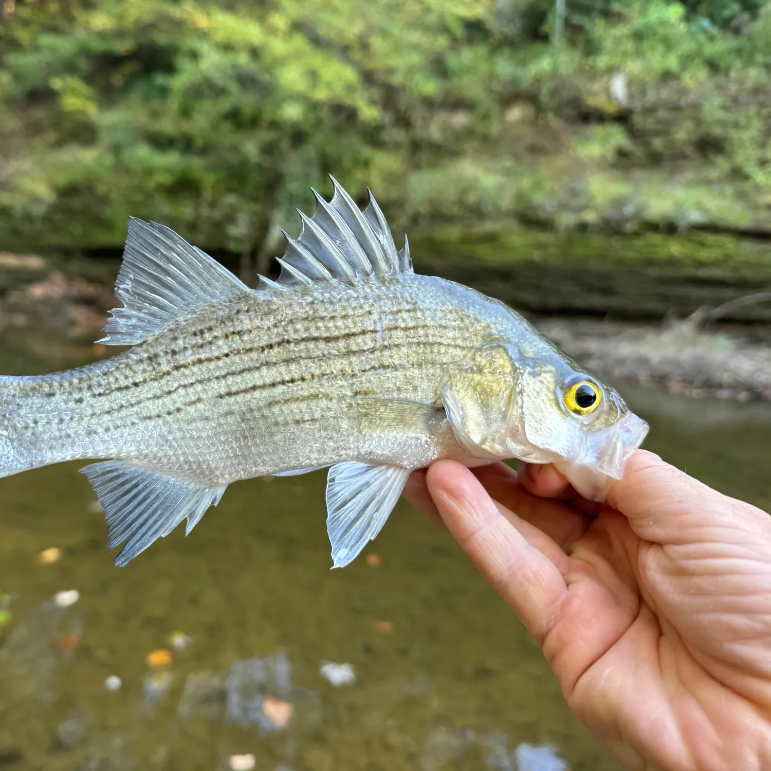 White bass caught on Fishbrain