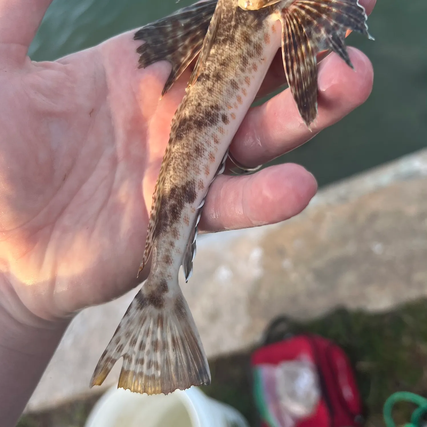 The most recent Leopard searobin catches on Fishbrain