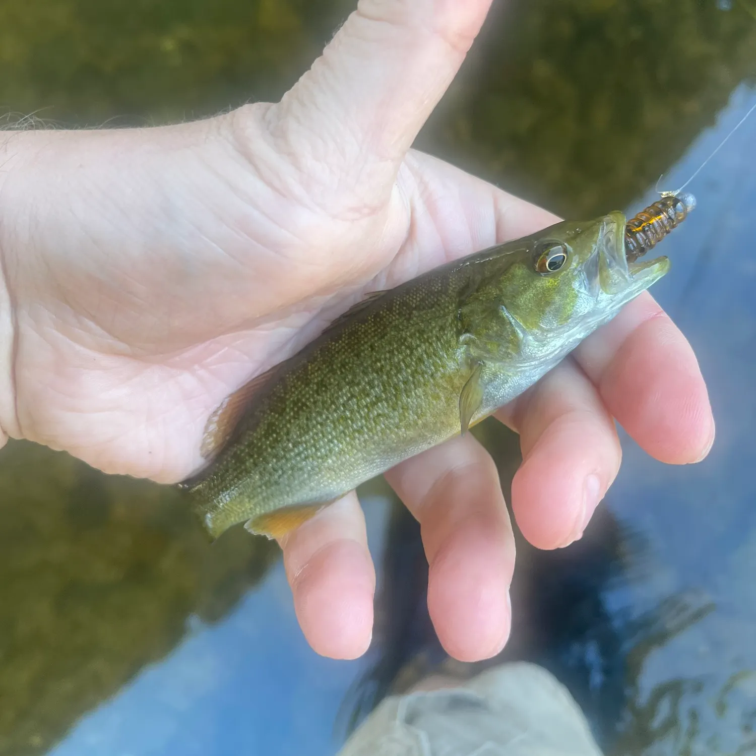Smallmouth bass caught on Fishbrain