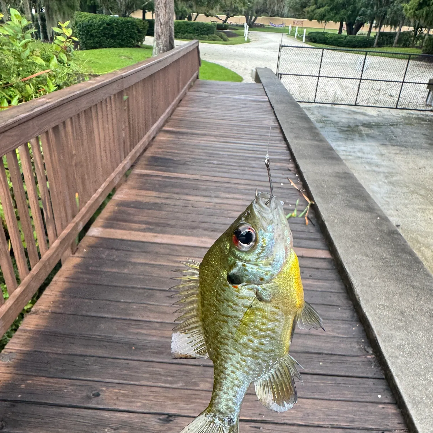 Redear sunfish caught on Fishbrain