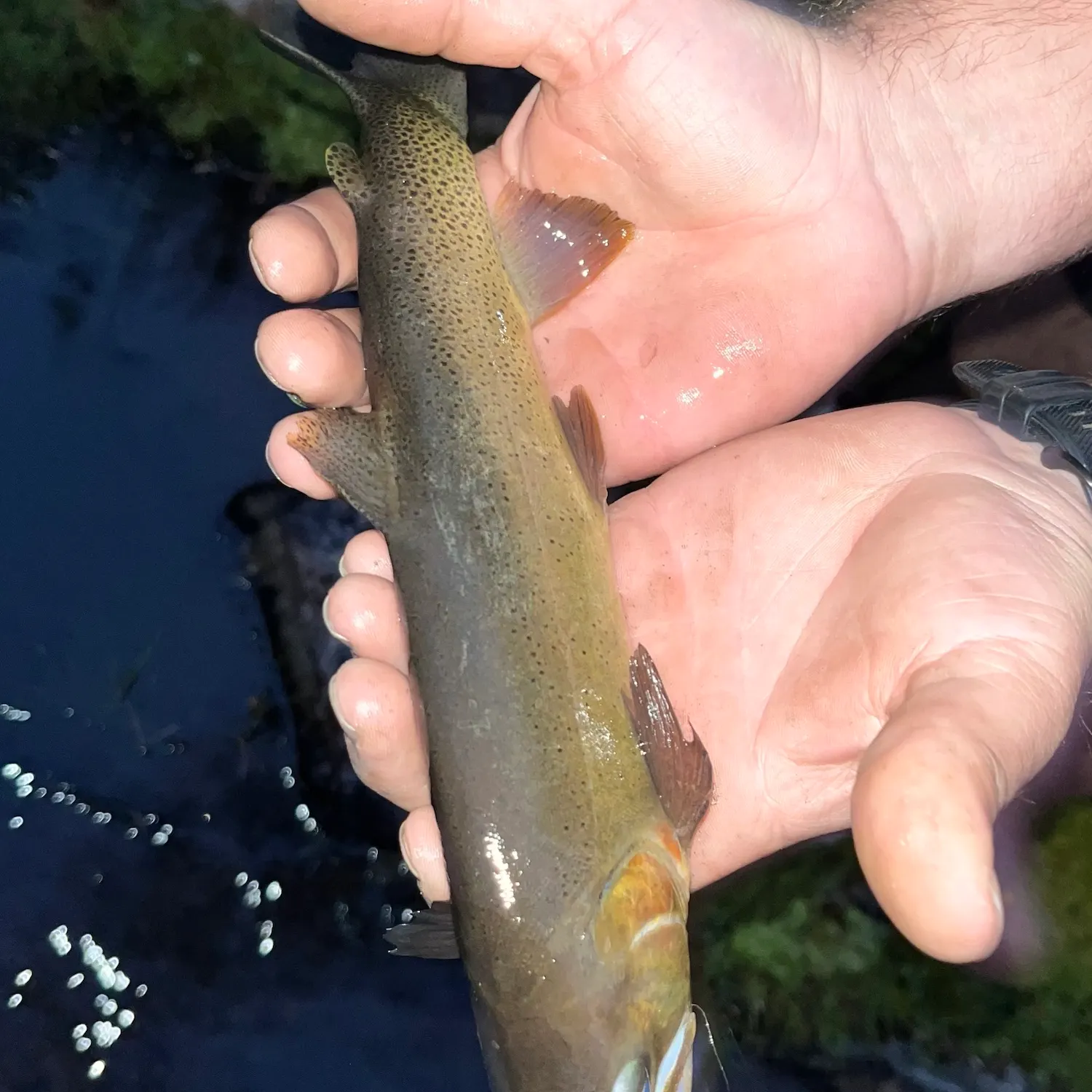 Yellowstone cutthroat trout caught on Fishbrain