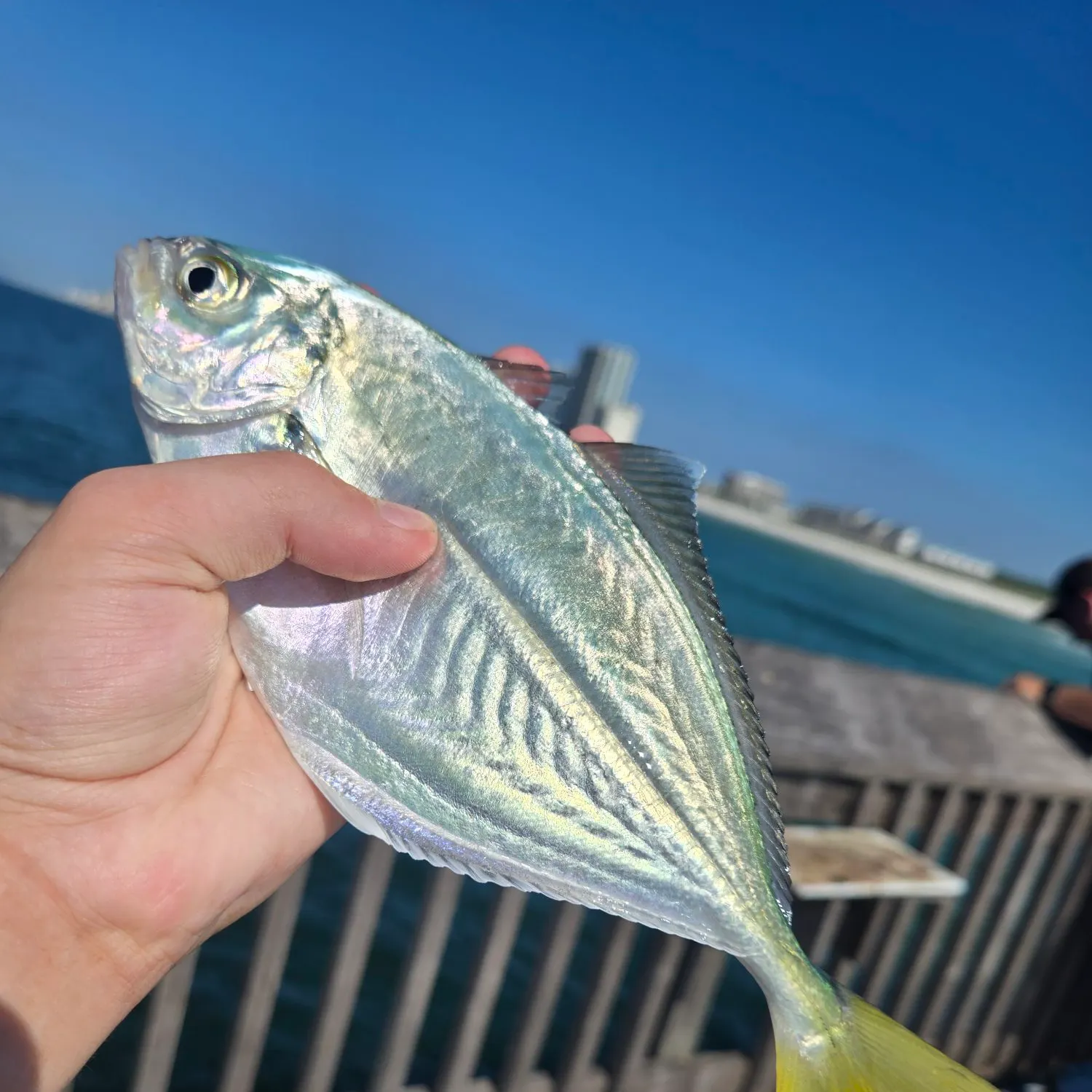 The most recent Atlantic bumper catches on Fishbrain