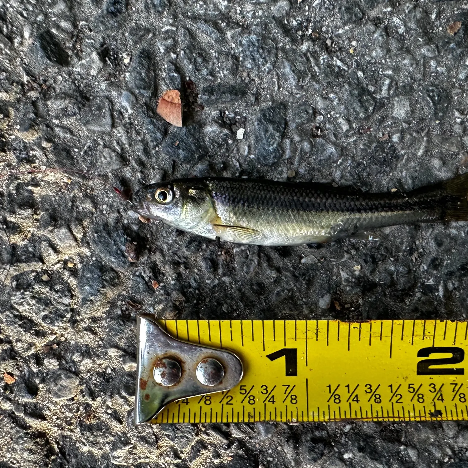 The most recent Fathead minnow catches on Fishbrain
