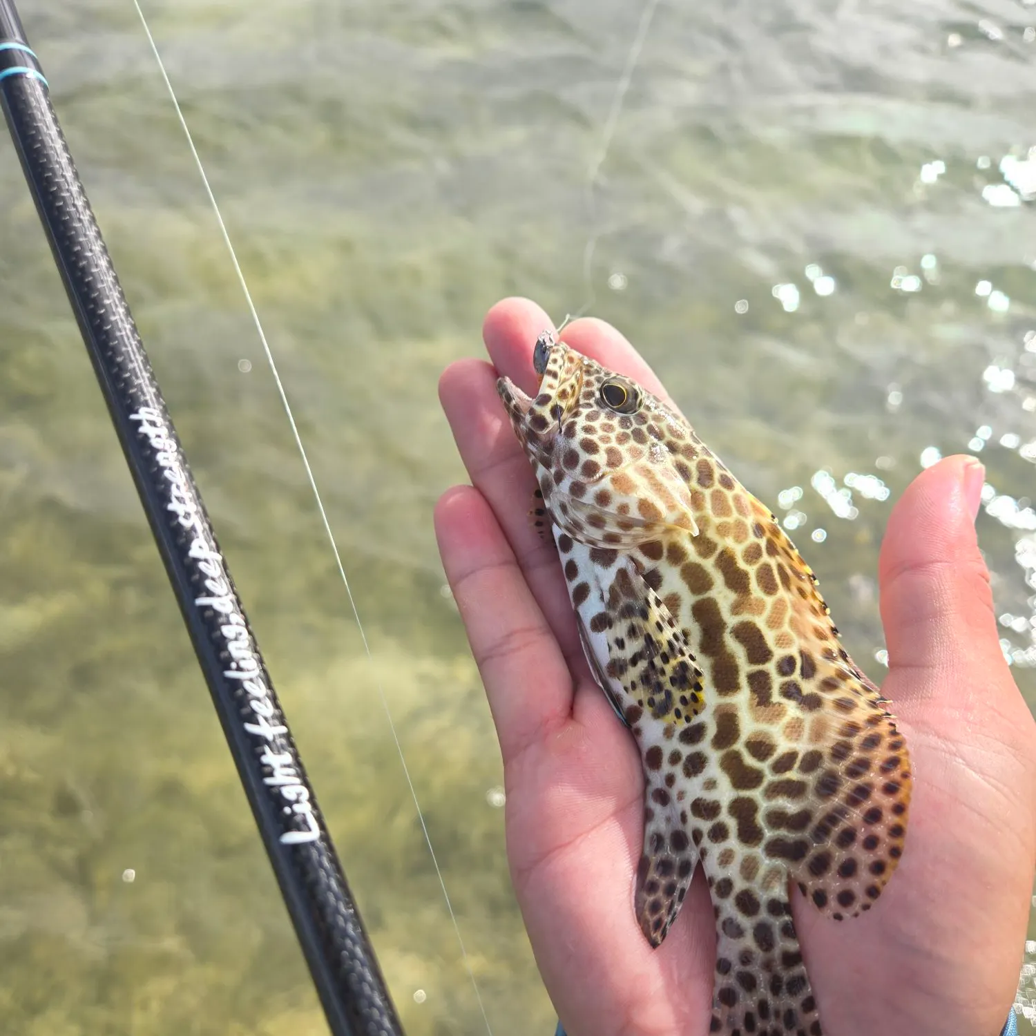 The most recent Honeycomb grouper catches on Fishbrain