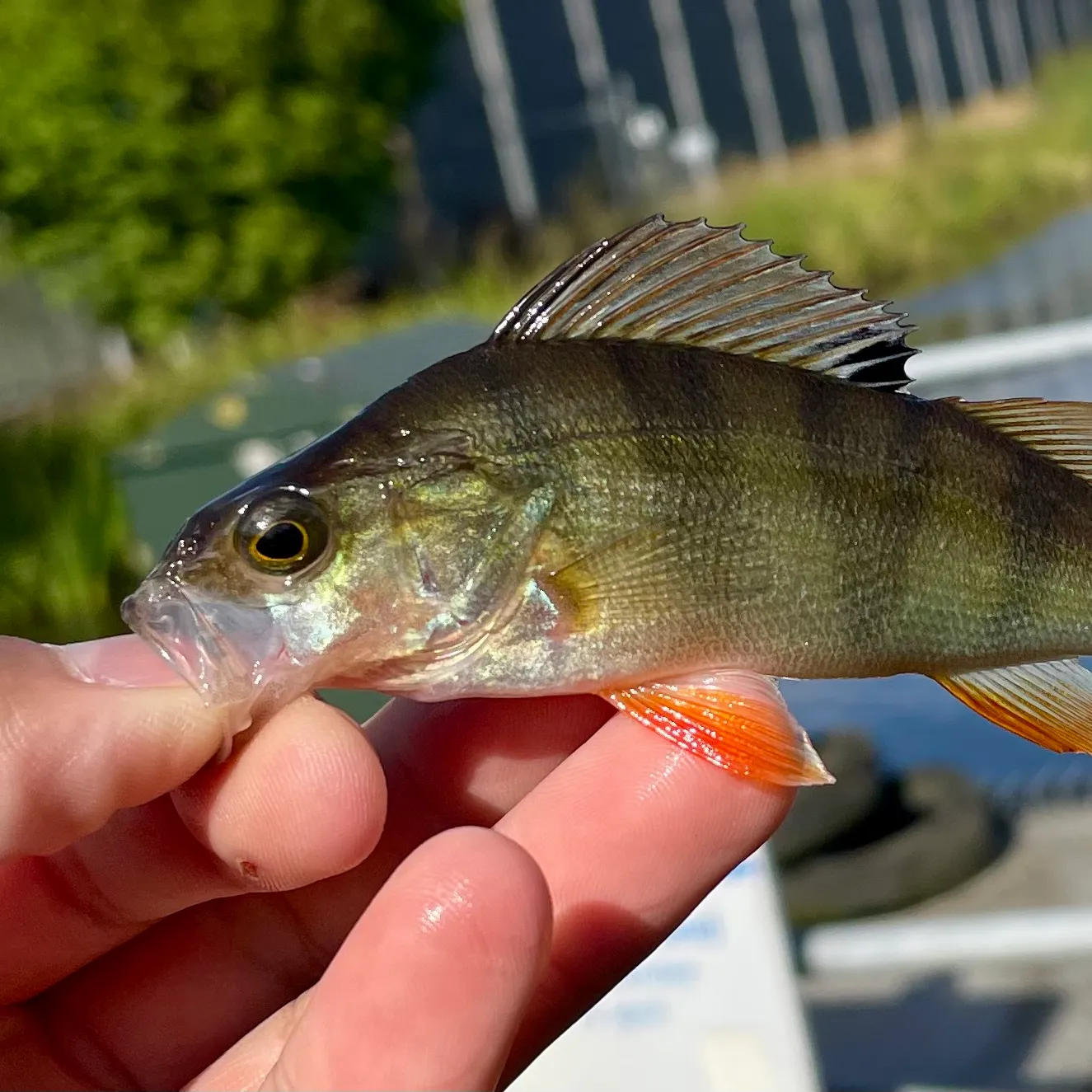 European perch caught on Fishbrain