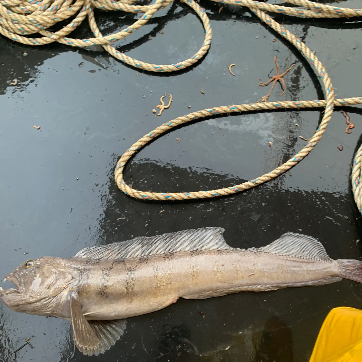 The most recent Atlantic wolffish catches on Fishbrain
