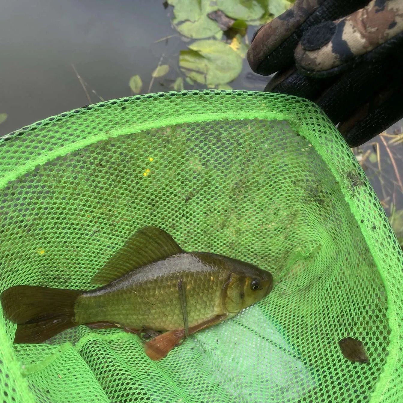 The most recent Crucian carp catches on Fishbrain