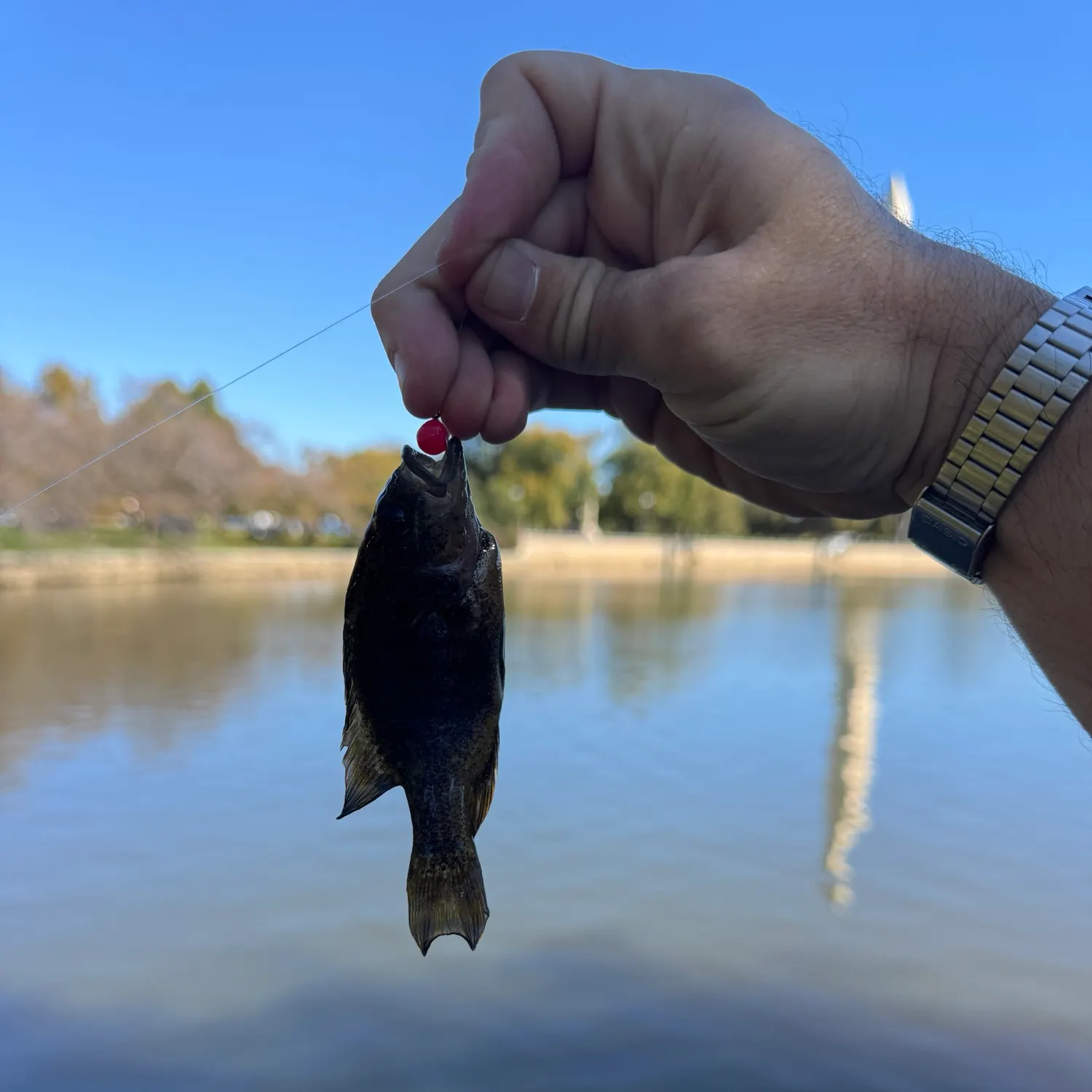 Bluegill caught on Fishbrain