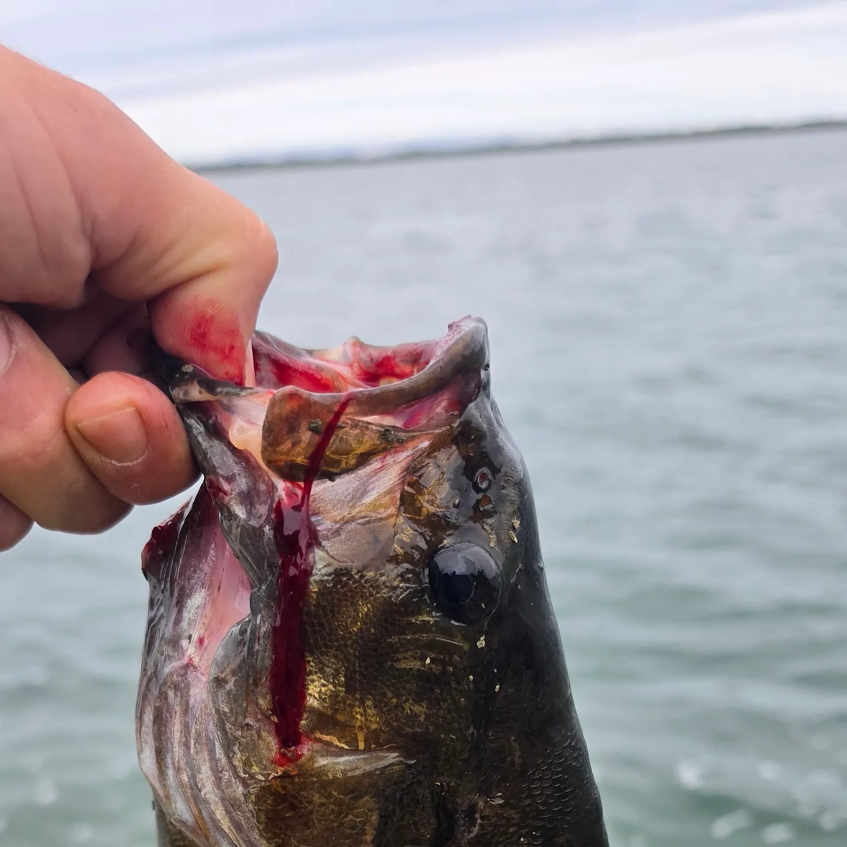 Smallmouth bass caught on Fishbrain