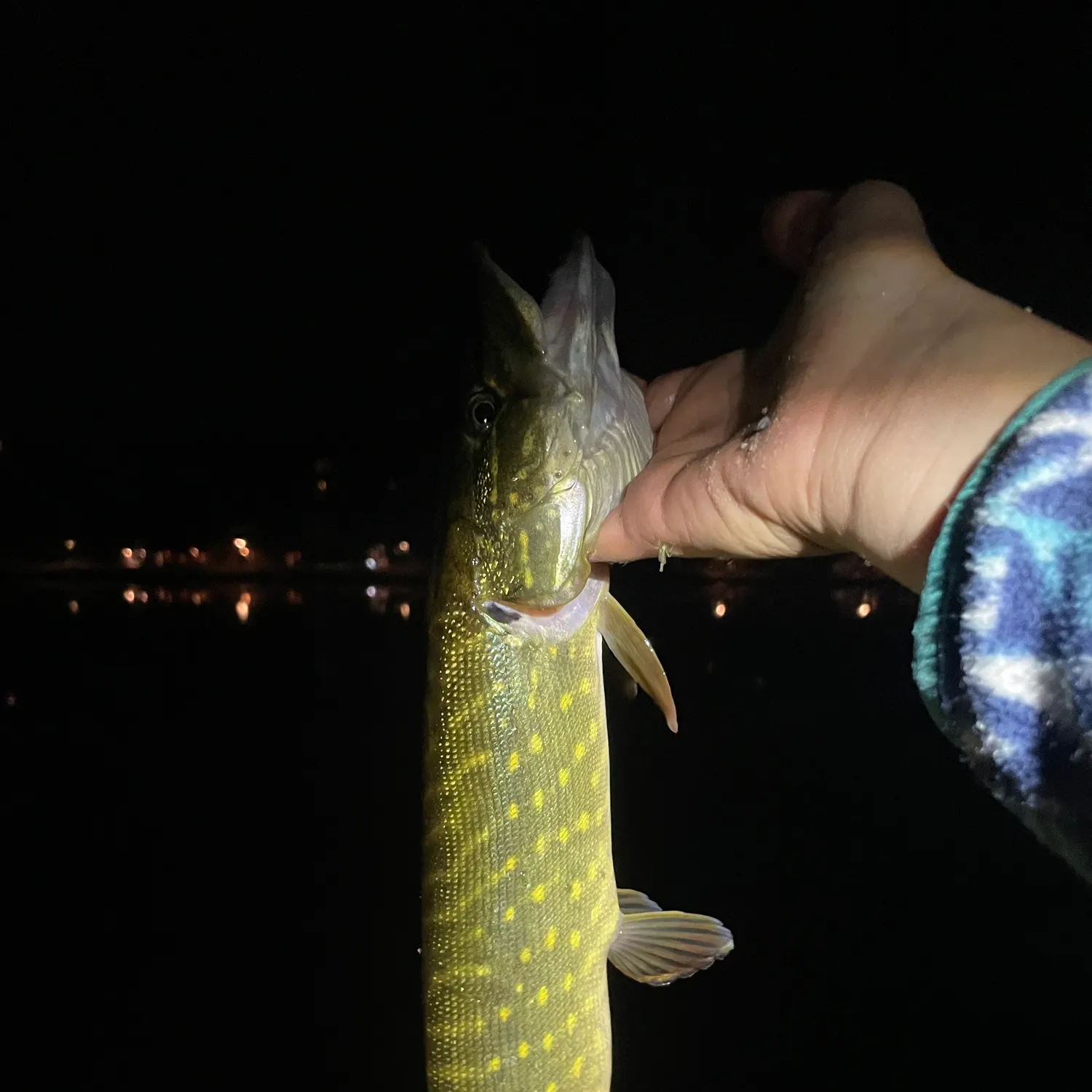 Northern pike caught on Fishbrain