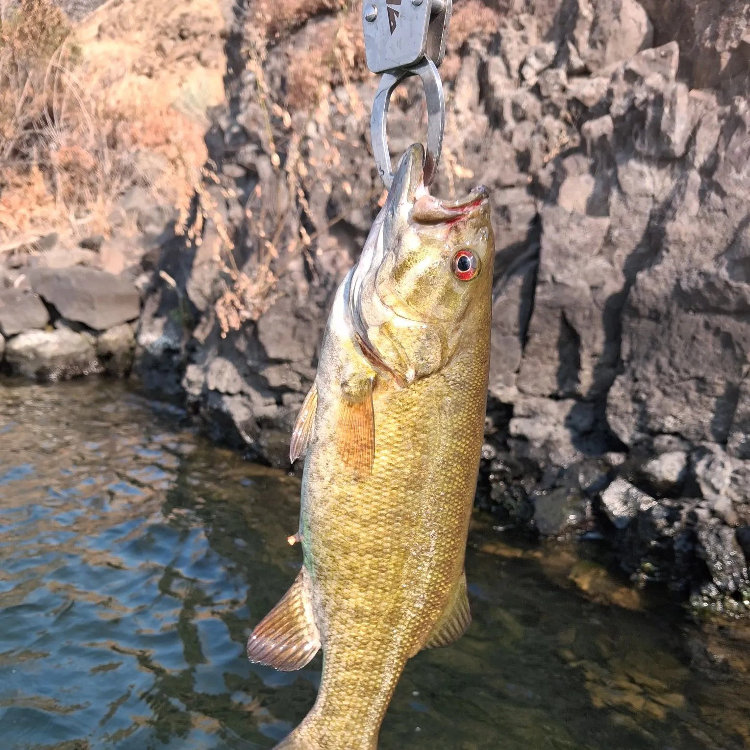 Smallmouth bass caught on Fishbrain