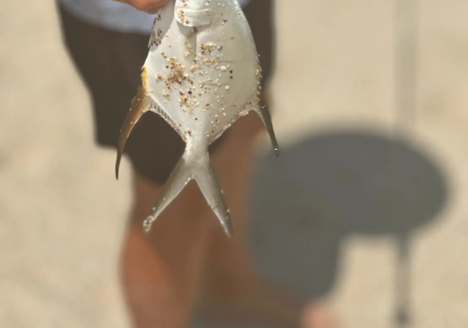 Palometa