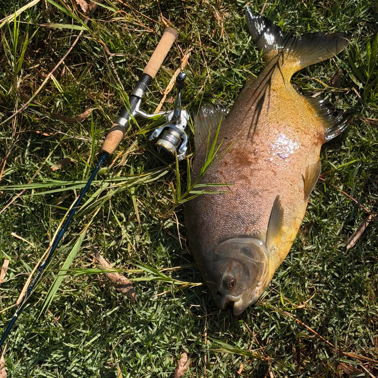 The most recent Small-scaled pacu catches on Fishbrain