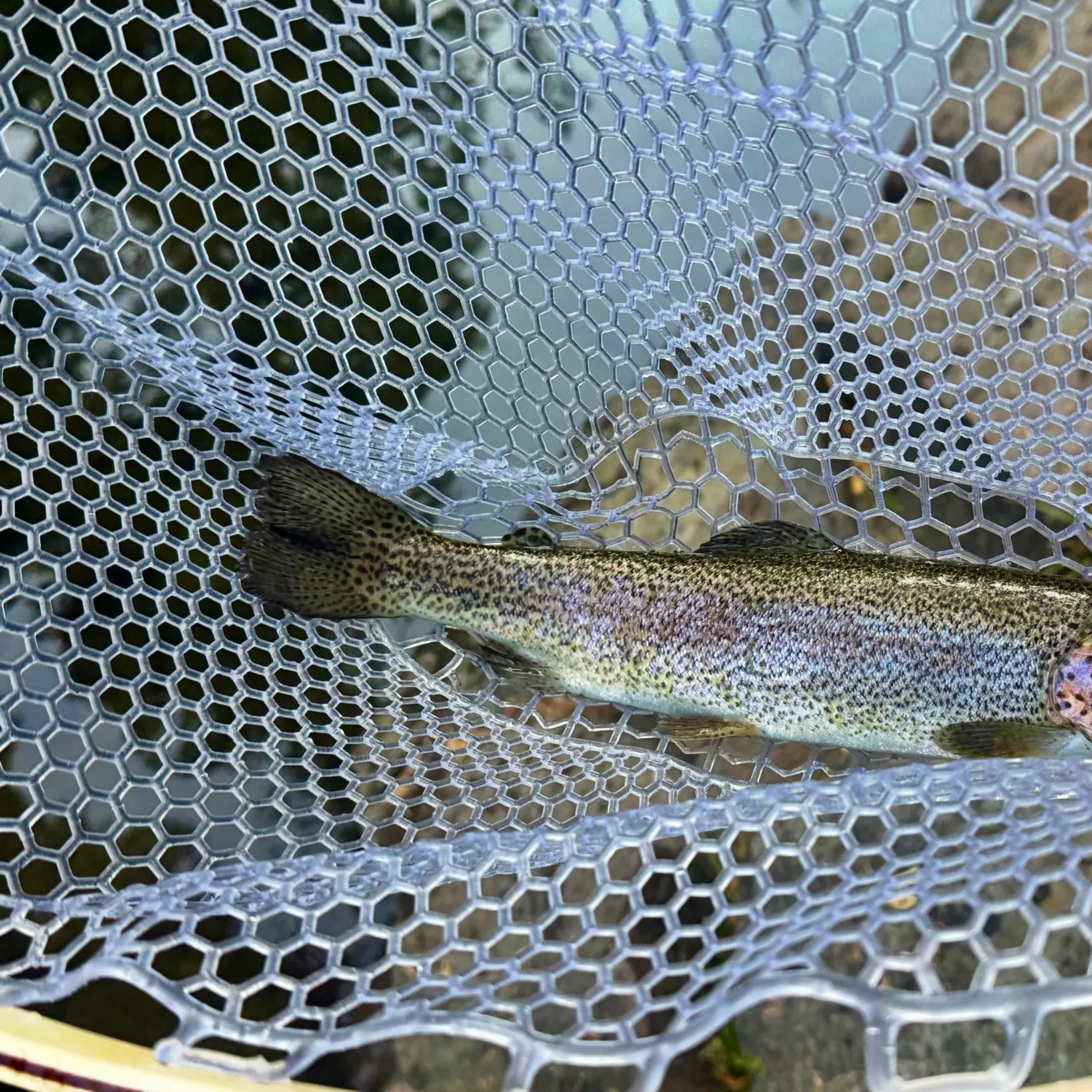 Rainbow trout caught on Fishbrain
