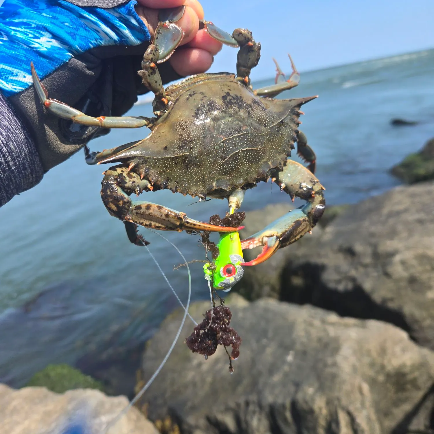 Blue crab caught on Fishbrain