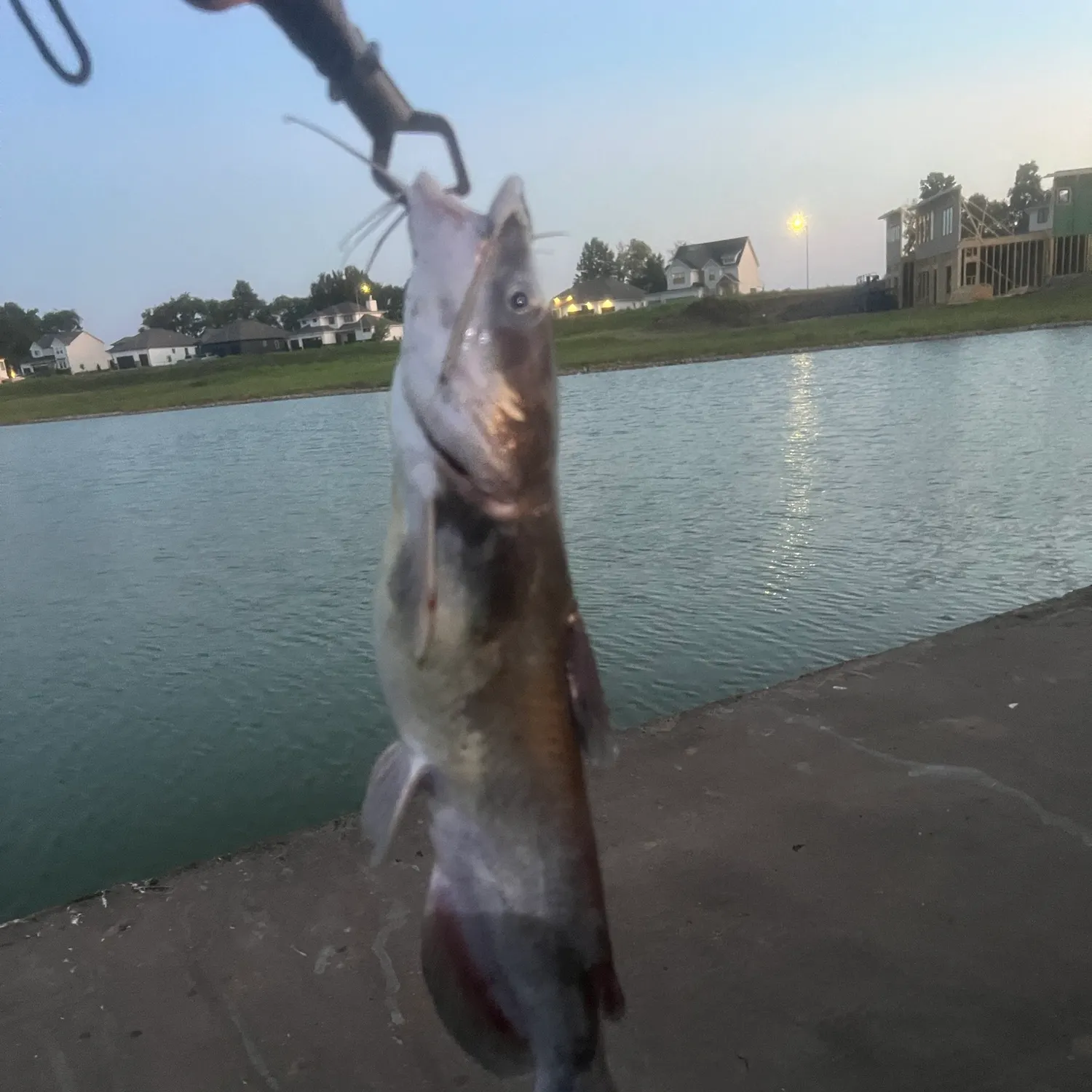 Channel catfish caught on Fishbrain