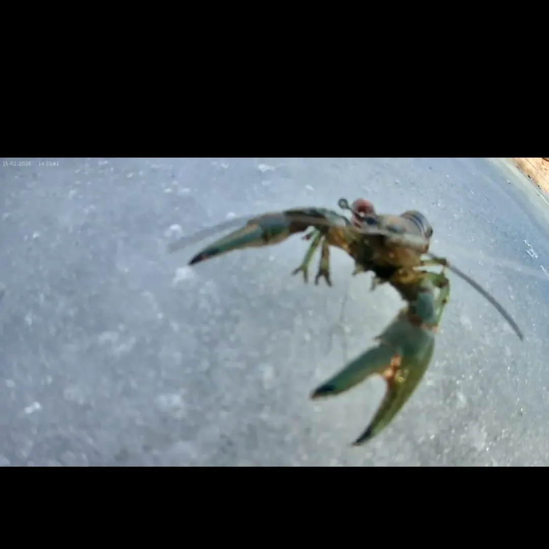 The most recent Virile crayfish catches on Fishbrain