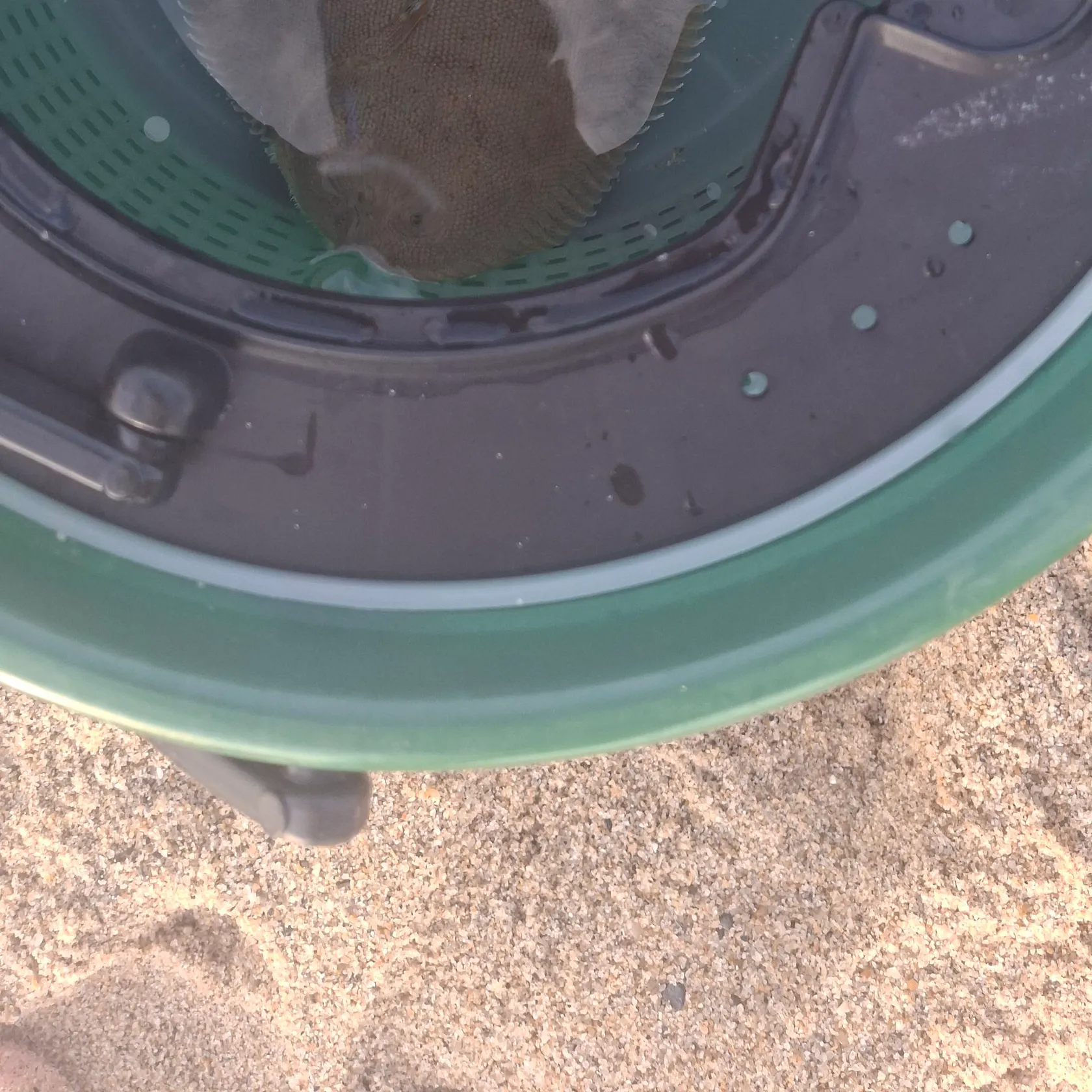 The most recent Common sole catches on Fishbrain