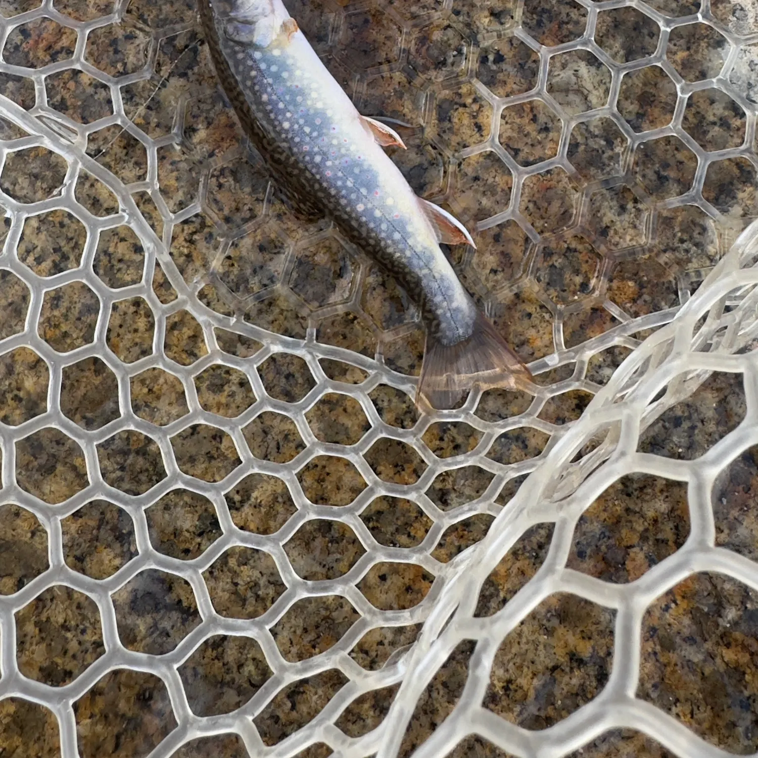 Brook trout caught on Fishbrain