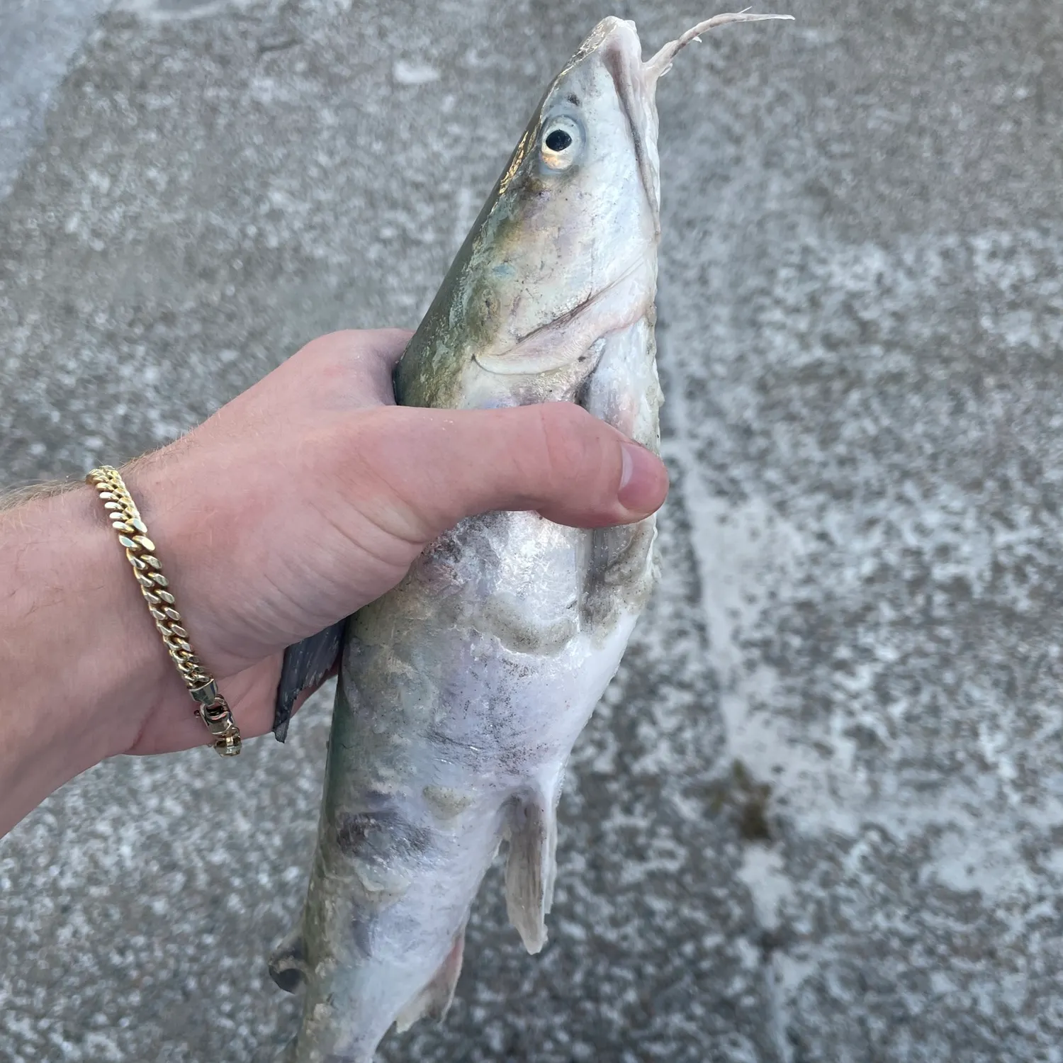 The most recent Hardhead sea catfish catches on Fishbrain