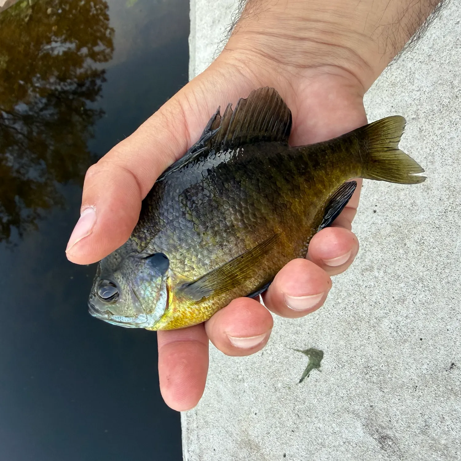 Bluegill caught on Fishbrain