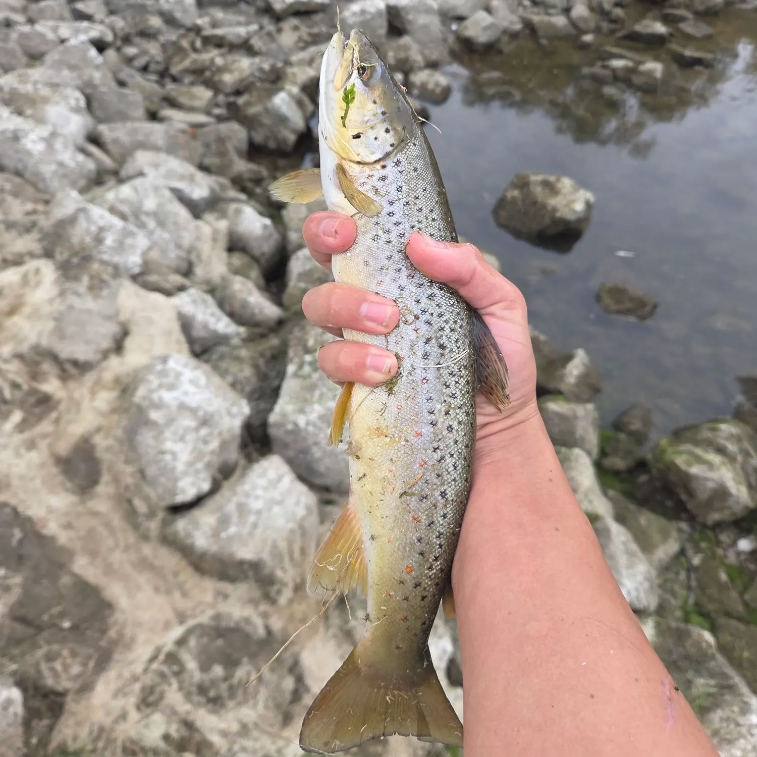 Brown trout caught on Fishbrain