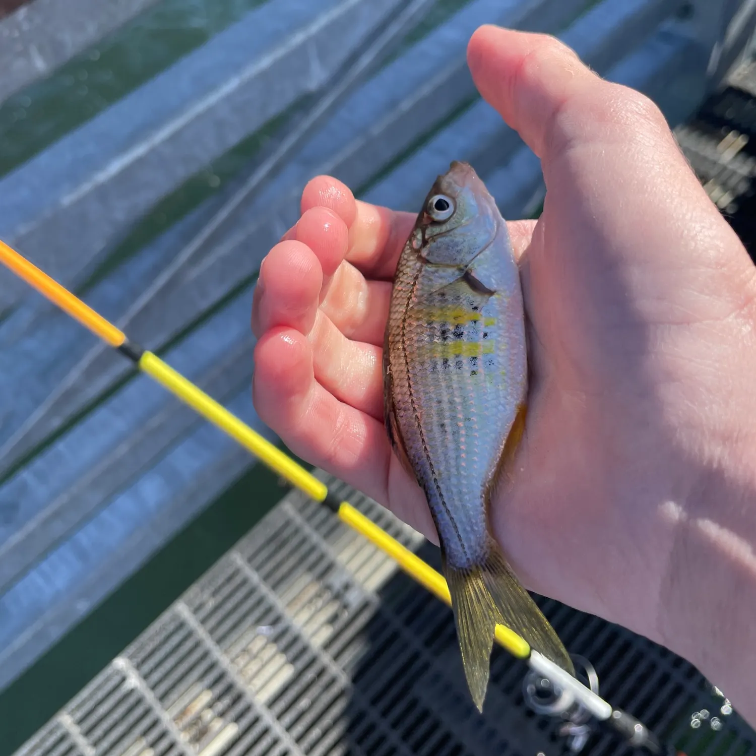 Shiner perch caught on Fishbrain