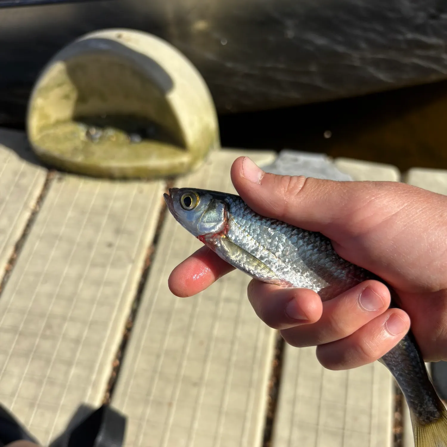 The most recent Common bleak catches on Fishbrain
