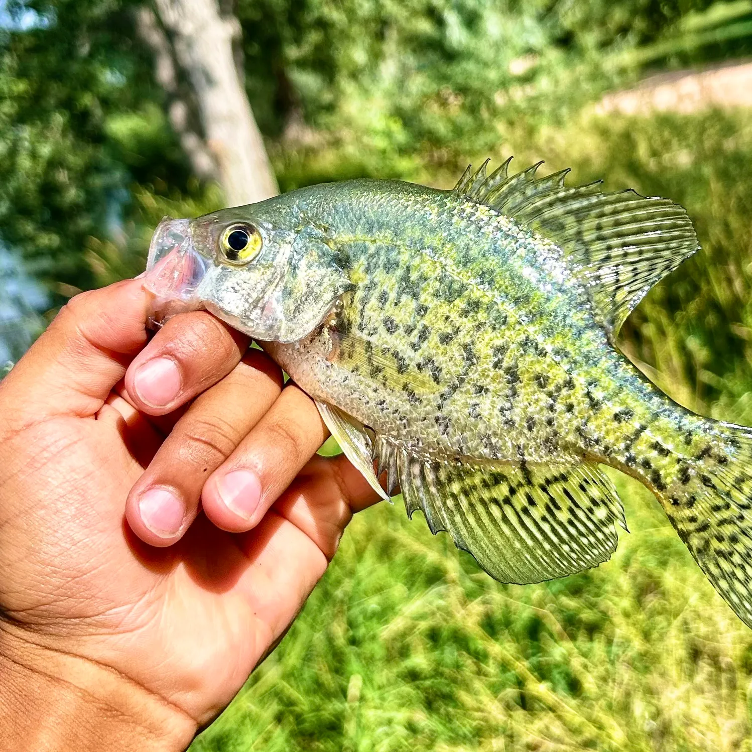 Black crappie caught on Fishbrain
