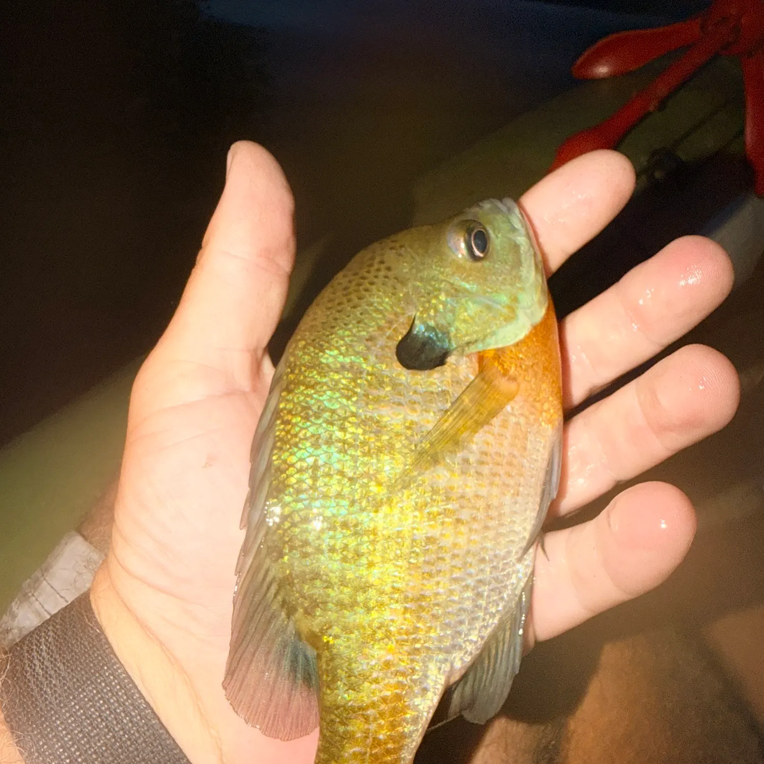 Bluegill caught on Fishbrain