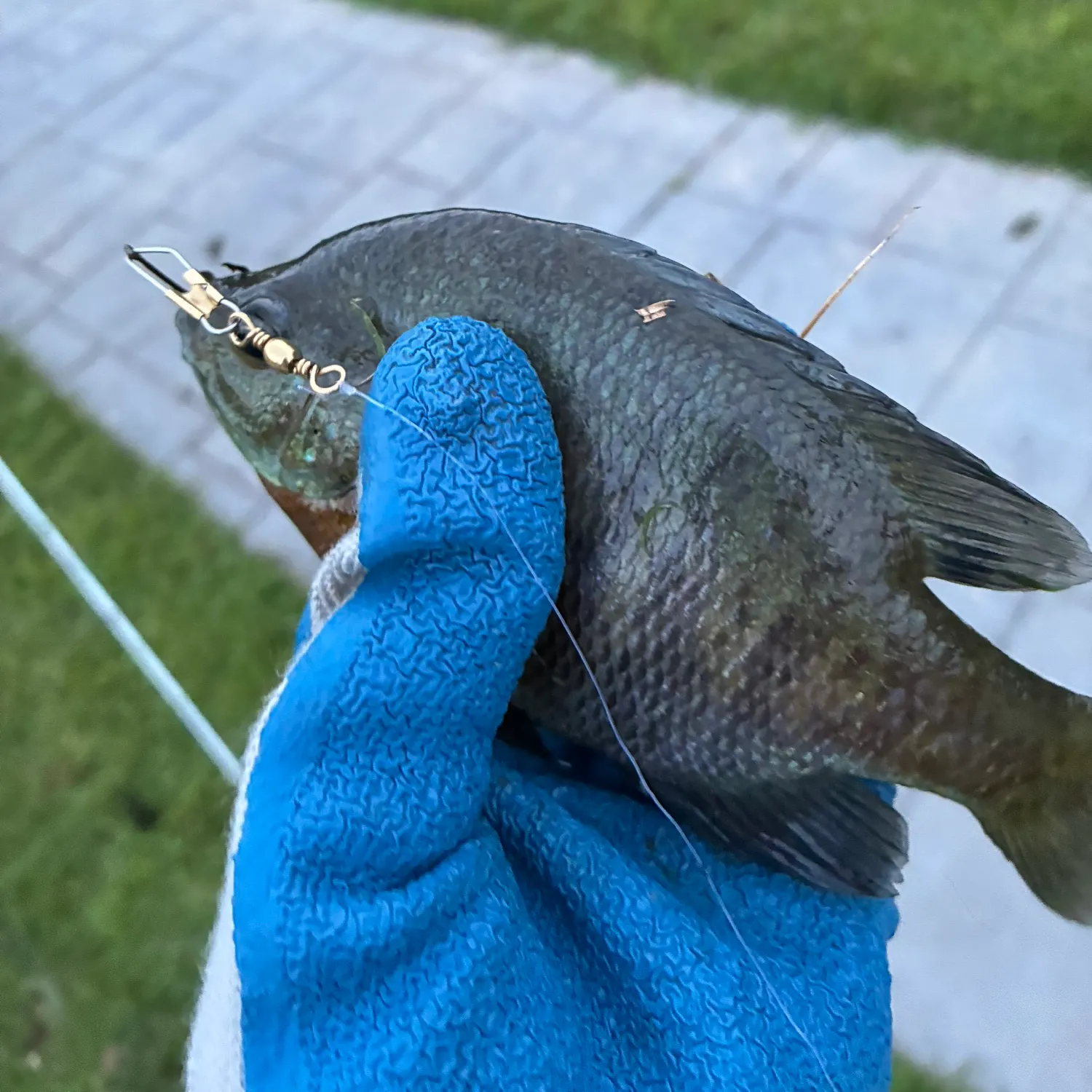 Bluegill caught on Fishbrain