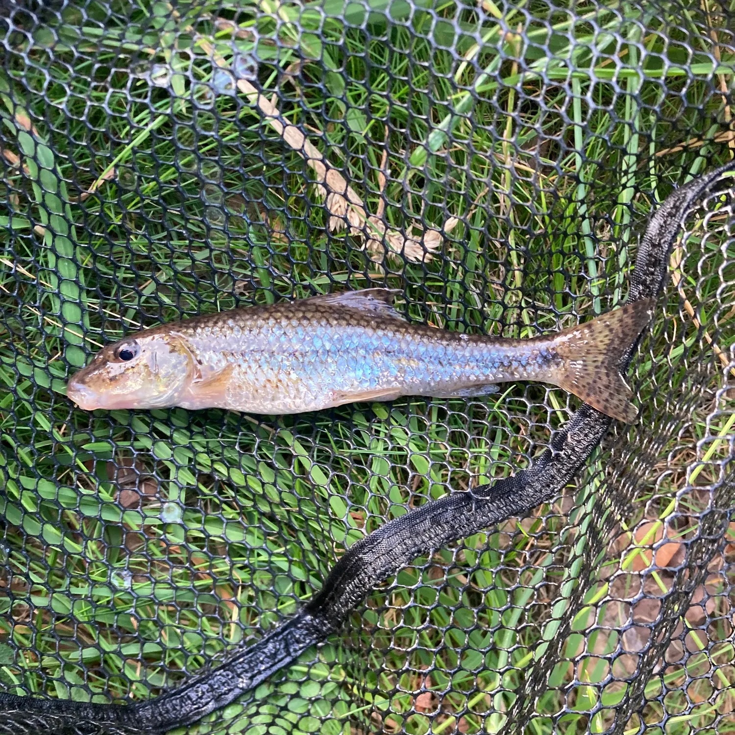 The most recent Gudgeon catches on Fishbrain