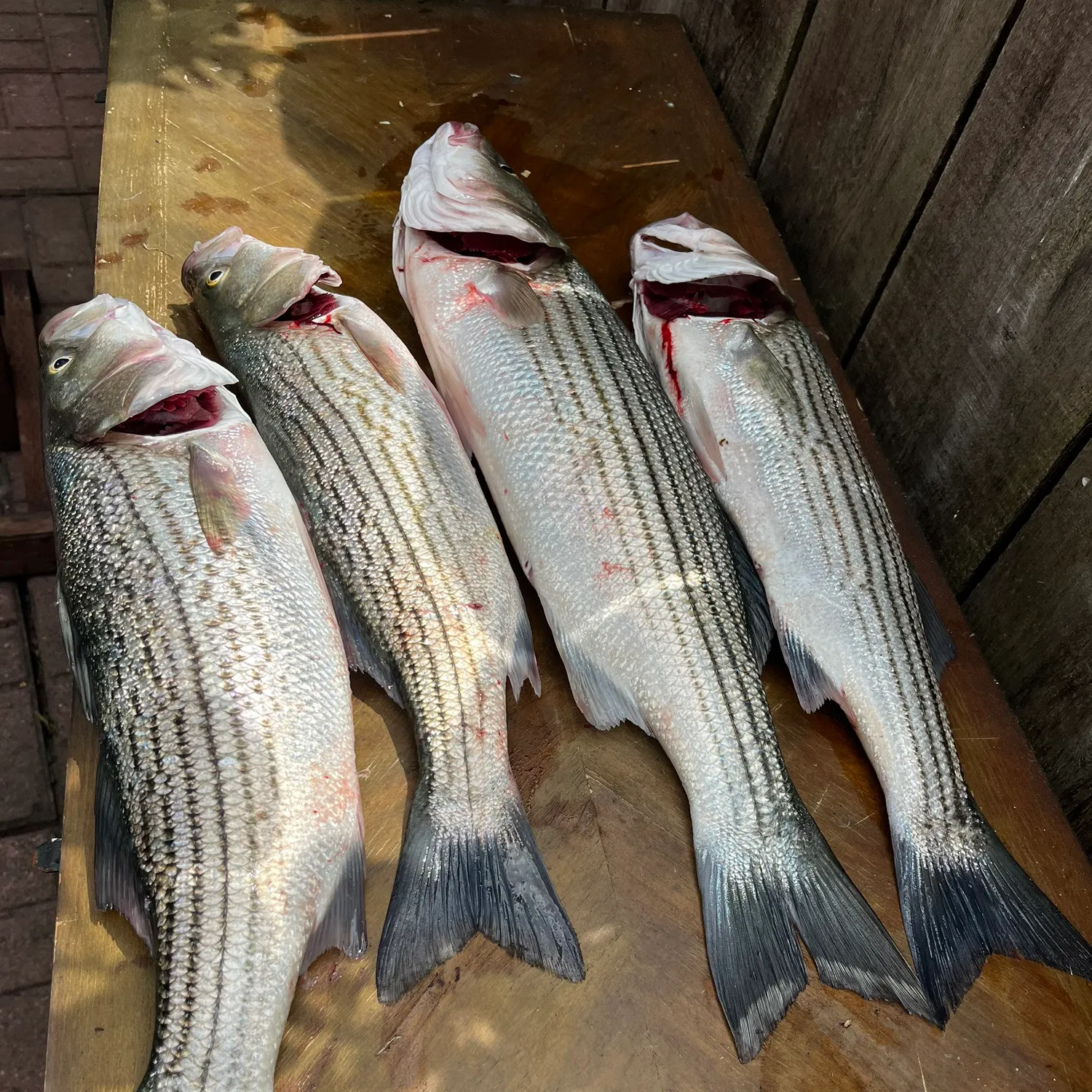 recently logged catches