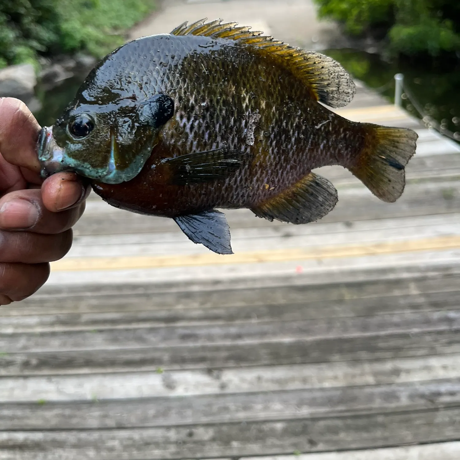 catch