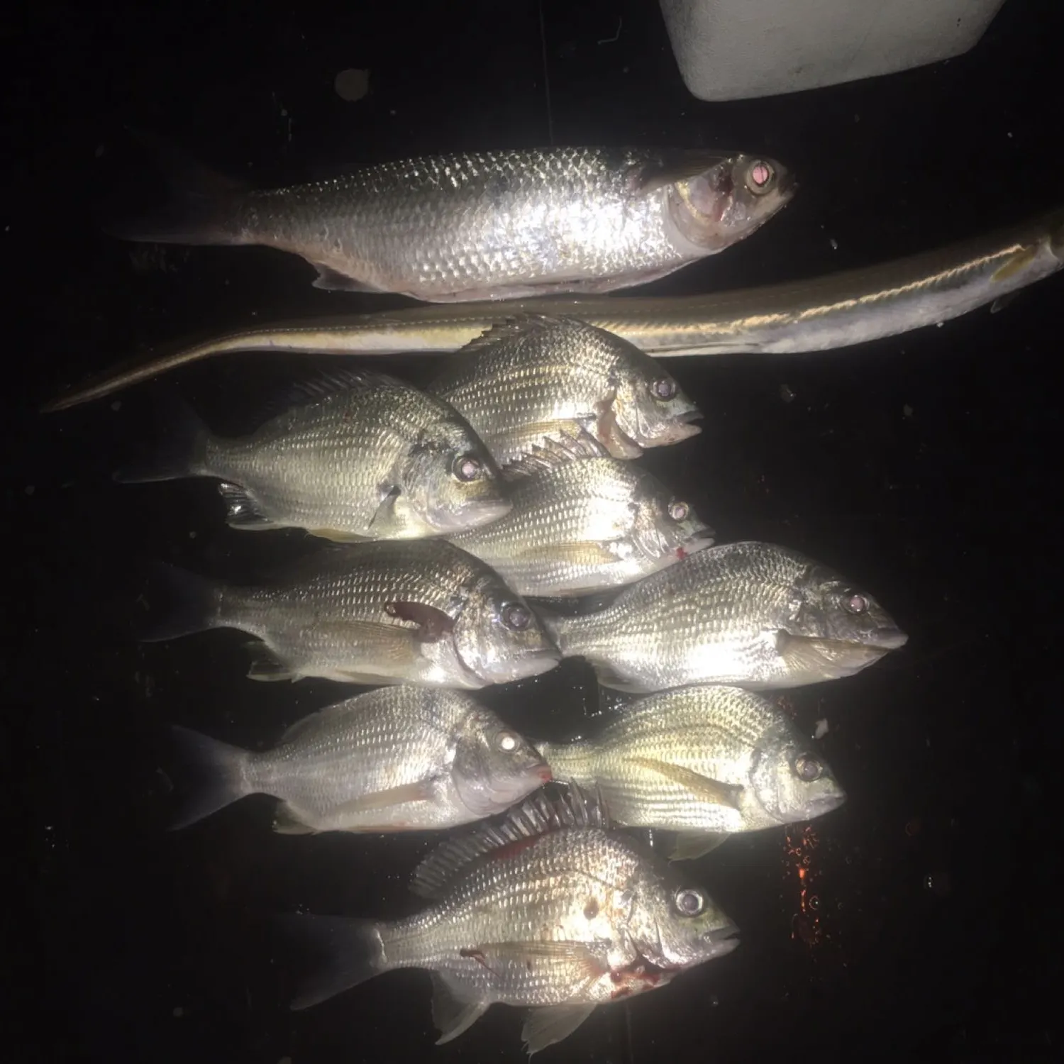 recently logged catches