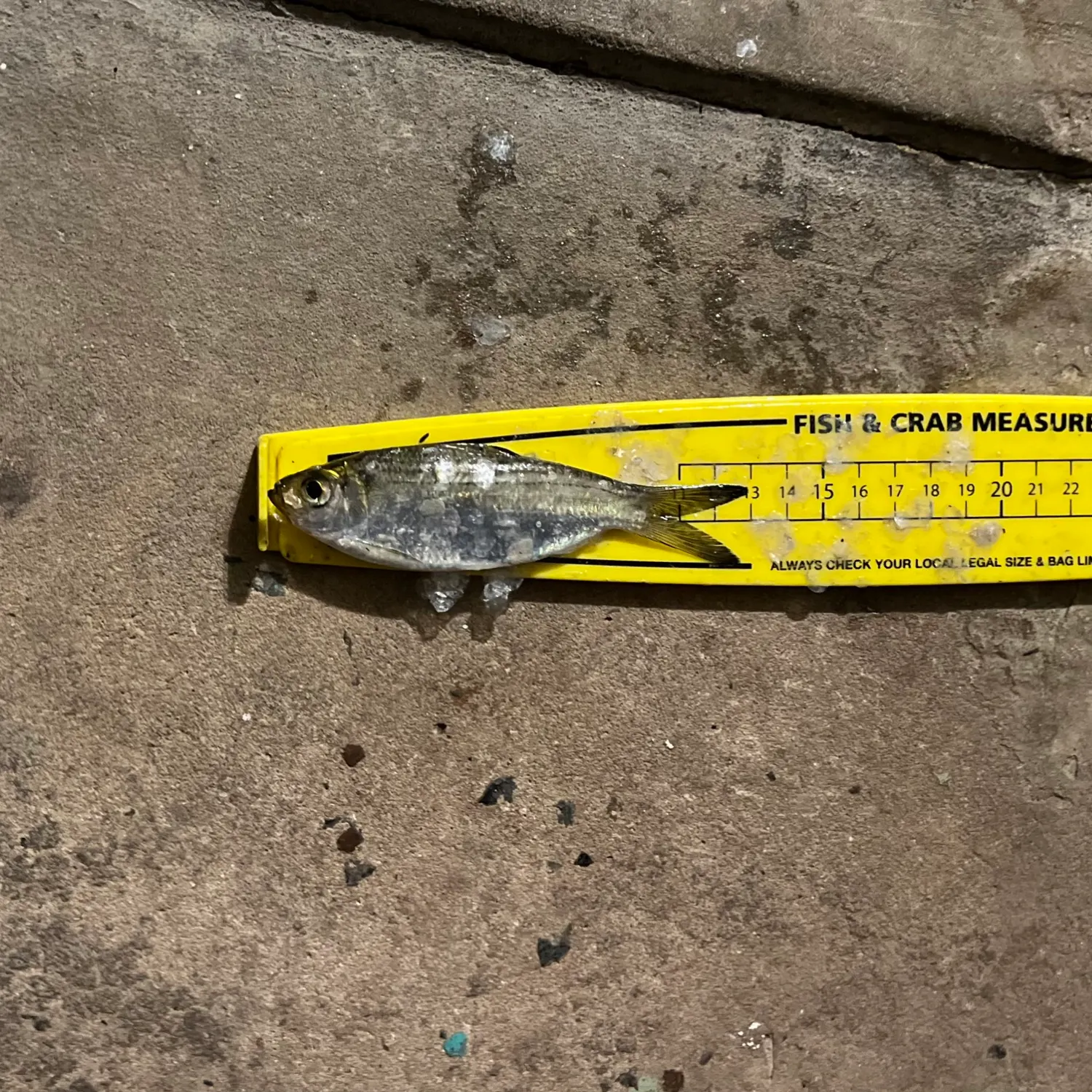 The most recent Castelnau's herring catches on Fishbrain