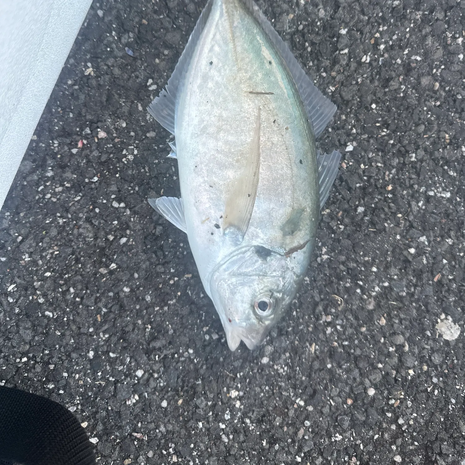 The most recent Silver trevally catches on Fishbrain