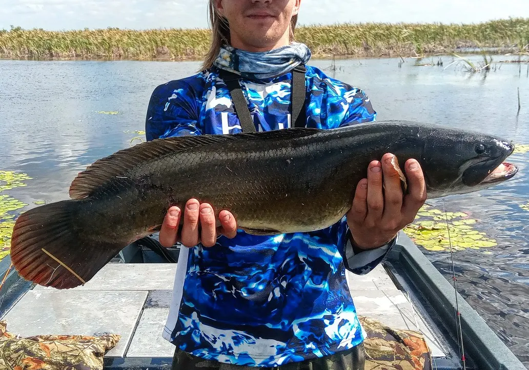 Bowfin