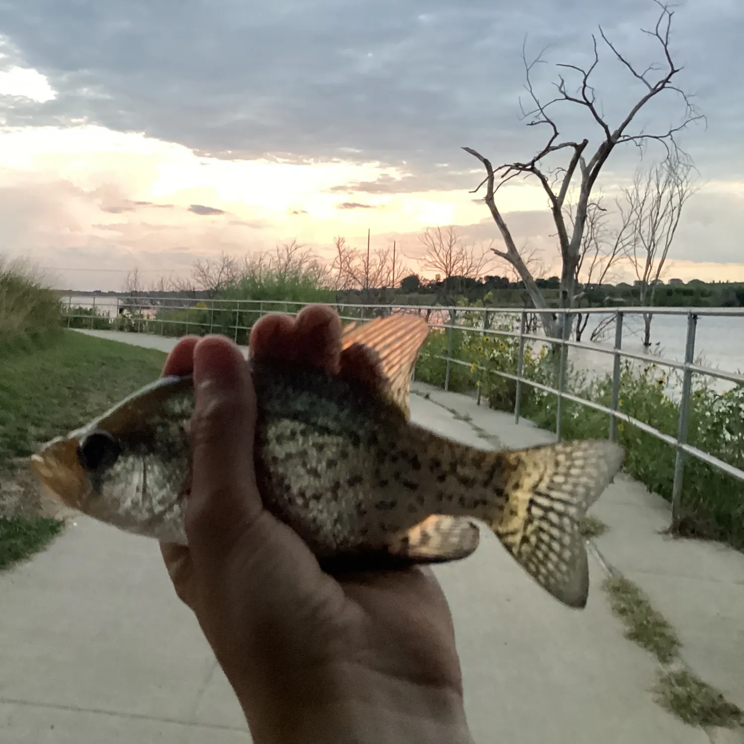 Black crappie caught on Fishbrain
