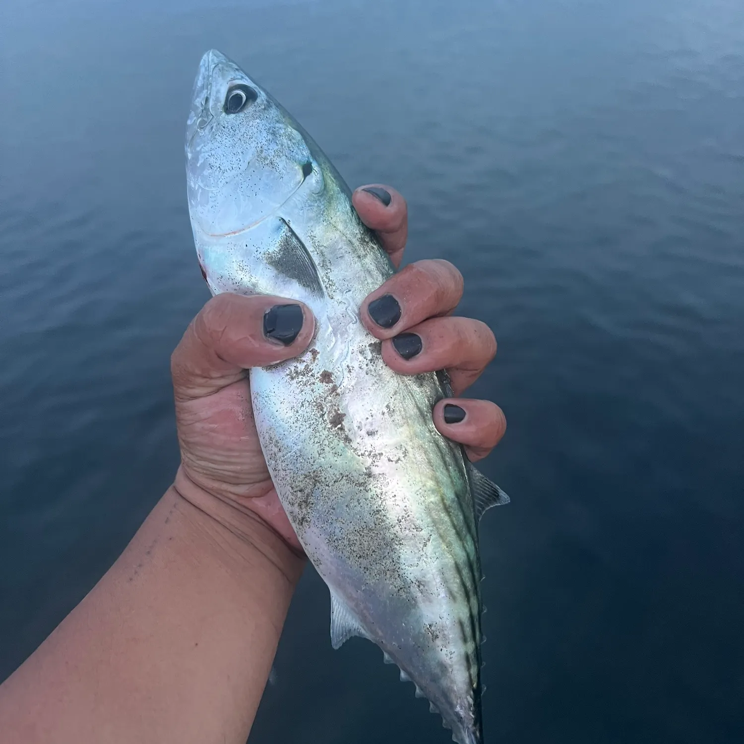The most recent Eastern Pacific bonito catches on Fishbrain