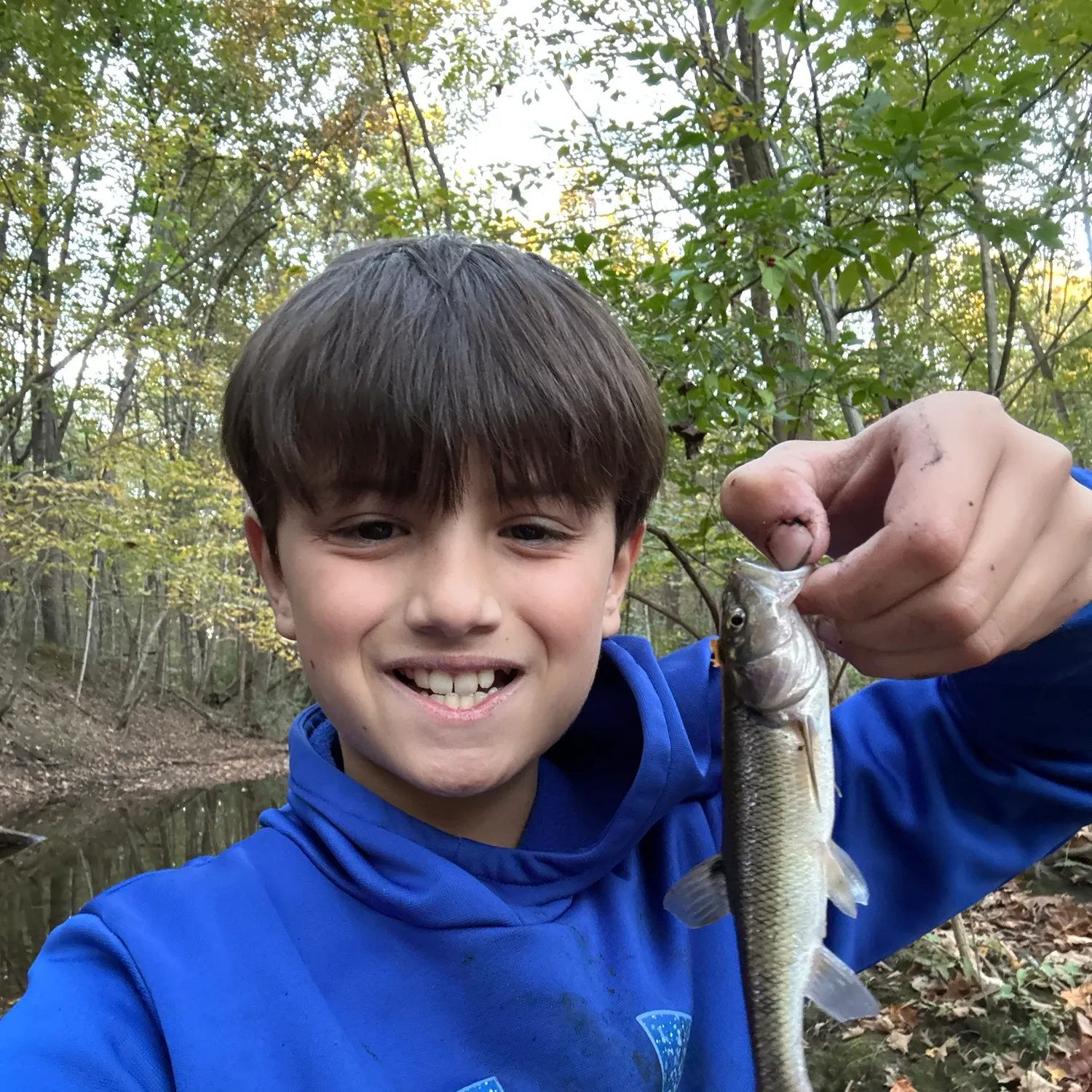 Creek chub caught on Fishbrain