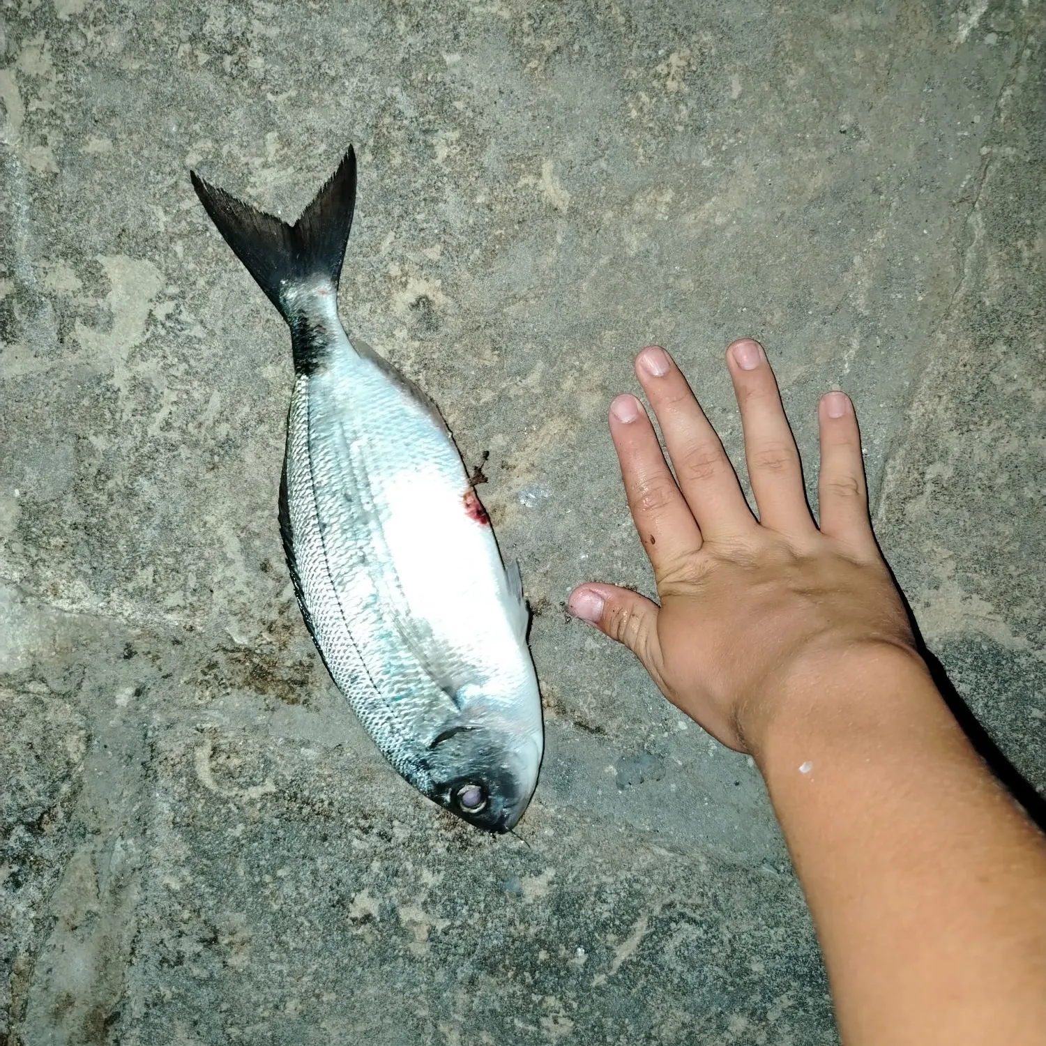 The most recent Saddled seabream catches on Fishbrain