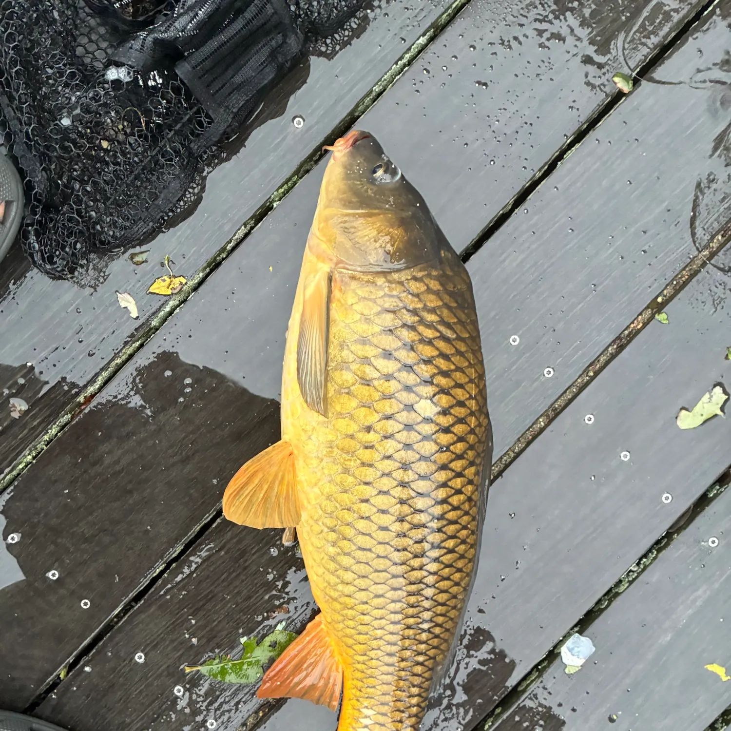 Common carp caught on Fishbrain
