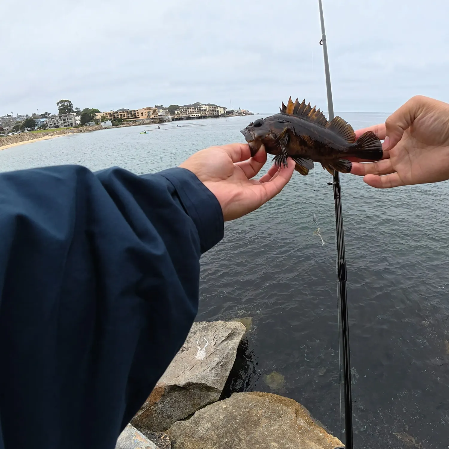 The most recent Black and yellow rockfish catches on Fishbrain